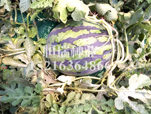 ��������-���ϷN��-����N�I(y��)