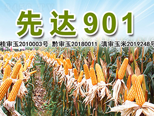 ���_(d��)901-���׷N��-�����N�I(y��)