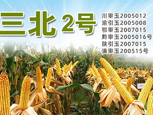 ����2̖-���׷N��-�����N�I(y��)