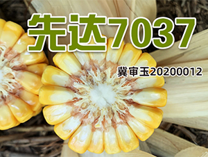 ���_(d��)7037-���׷N��-�����N�I(y��)