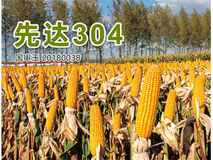 ���_(d��)304-���׷N��-�����N�I(y��)