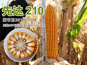 ���_(d��)210-���׷N��-�����N�I(y��)