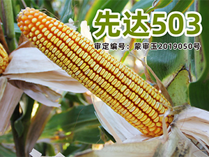 ���_(d��)503-���׷N��-�����N�I(y��)