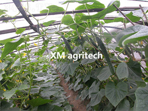 �G��2̖(h��o)-�S�ϷN��-���r(n��ng)�r(n��ng)�I(y��)