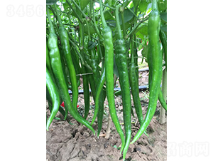 �S�a(ch��n)����13̖(h��o)-�����N��-�V�݁���