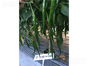 ����3+1-�����N��-�V�݁���