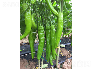 �ؼ�(j��)����609����-�����N��-�V�݁���