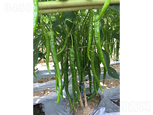 �S�a(ch��n)����19̖(h��o)-�����N��-�V�݁���