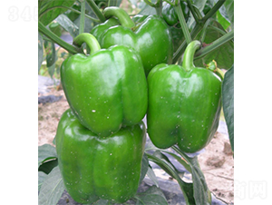 ����509�A��-�����N��-�V�݁���