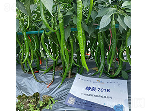 ����2018-�����N��-�V�݁���