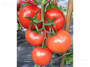 Ӣ���������-���ѷN��-�V�݁���