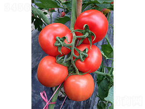 �����mYS-1209-���ѷN��-�V�݁���