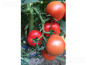 ����1906-���ѷN��-�V�݁���