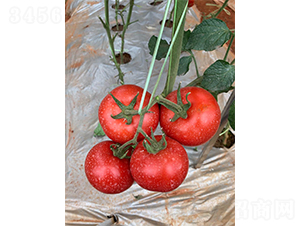 ����808-���ѷN��-�V�݁���