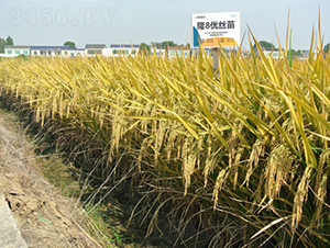 ¡8��(y��u)�z��-ˮ���N��-¡ƽ�N�I(y��)