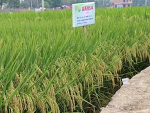 ���Ƀ�(y��u)534-ˮ���N��-¡ƽ�N�I(y��)