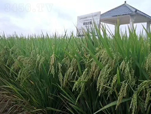 ¡��(y��u)�z��-ˮ���N��-¡ƽ�N�I(y��)