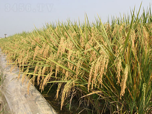 ���Ƀ�(y��u)�Aռ-ˮ���N��-¡ƽ�N�I(y��)