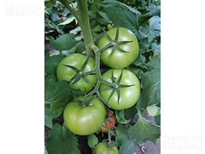 ����311-���ѷN��-���S�N�I(y��)