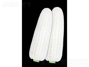 ��ճ8̖(h��o)-���׷N��-���S�N�I(y��)