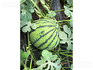 �S��1̖(h��o)-���ϷN��-���S�N�I(y��)