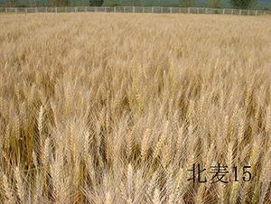 ����15-С���N��-���S�N�I(y��)