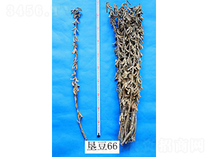 ����66-�󶹷N��-���S�N�I(y��)