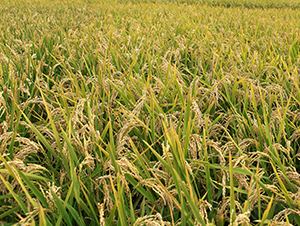 ����26-ˮ���N��-���S�N�I(y��)