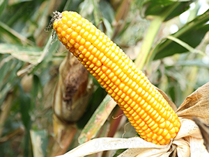 ������1̖(h��o)-���׷N��-���S�N�I(y��)