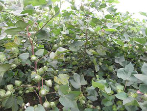 ���y��3̖(h��o)-�޻��N��-���y�߿�