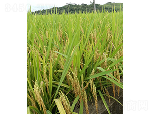 ԣ��(y��u)�Sռ-ˮ���N��-�r���N��