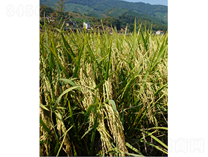 ��1��(y��u)366-ˮ���N��-�r���N��