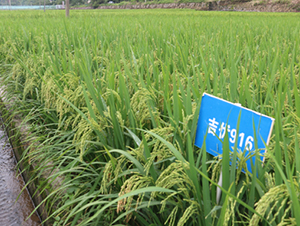 ����(y��u)916-ˮ���N��-�r���N��