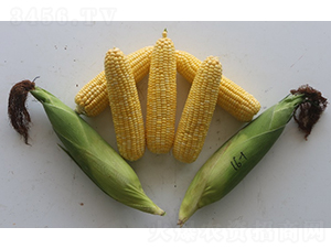 ������816-���׷N��-�r���N��