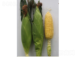 ������806-���׷N��-�r���N��