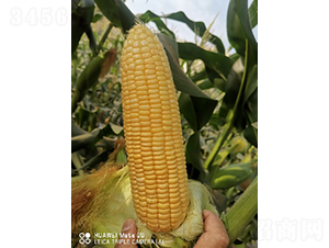 ������658-���׷N��-�r���N��