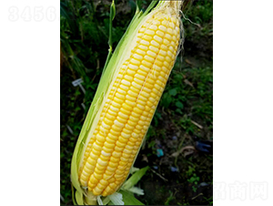 ������12̖-���׷N��-�r���N��