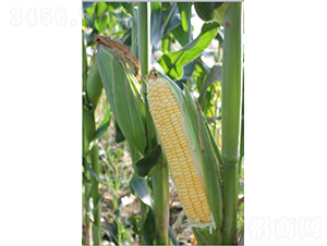 ����������-���׷N��-�r���N��