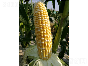 �p����������-���׷N��-�r���N��