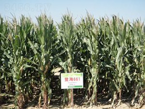 �Ǻ�661-���׷N��-�Ǻ��N�I(y��)