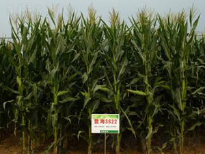 �Ǻ�3622-���׷N��-�Ǻ��N�I(y��)