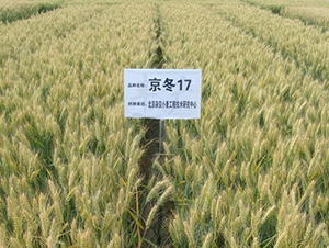 ����17̖(h��o)-С���N��-�зN���F(tu��n)