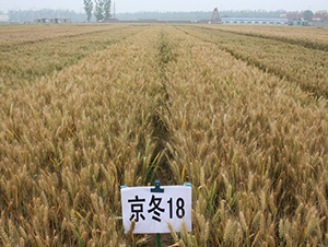 ����18-С���N��-�зN���F(tu��n)