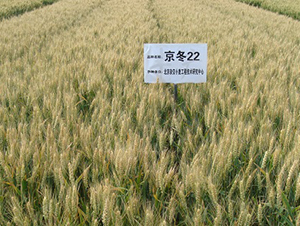 ����22-С���N��-�зN���F(tu��n)