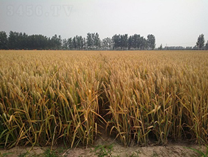 ���r(n��ng)418-С���N��-�зN���F(tu��n)