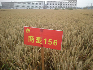 ����156-С���N��-�зN���F(tu��n)