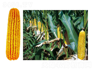 ����73-1-���׷N��-�зN���F(tu��n)