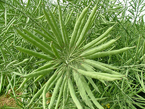 ��ʢ��555-�Ͳ˷N��-���r(n��ng)�l(f��)