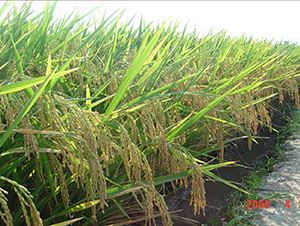 ��(y��u)629-ˮ���N��-�зN���F