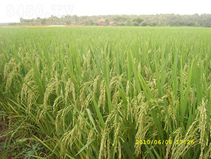 �ȃ�(y��u)629-ˮ���N��-�зN���F